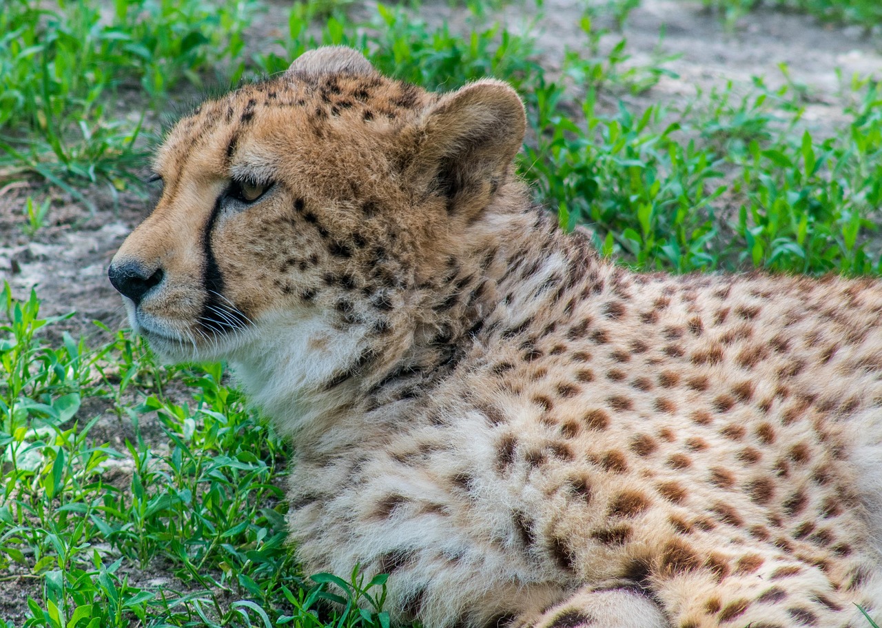 Fastest Teen Patti App Download for Android: Step-by-Step Guide for India (2027)