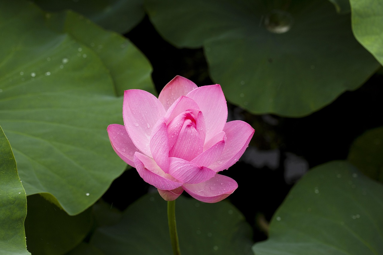 Best Lotus365 Review Review 2027: Bonus, App, Withdrawal Tested